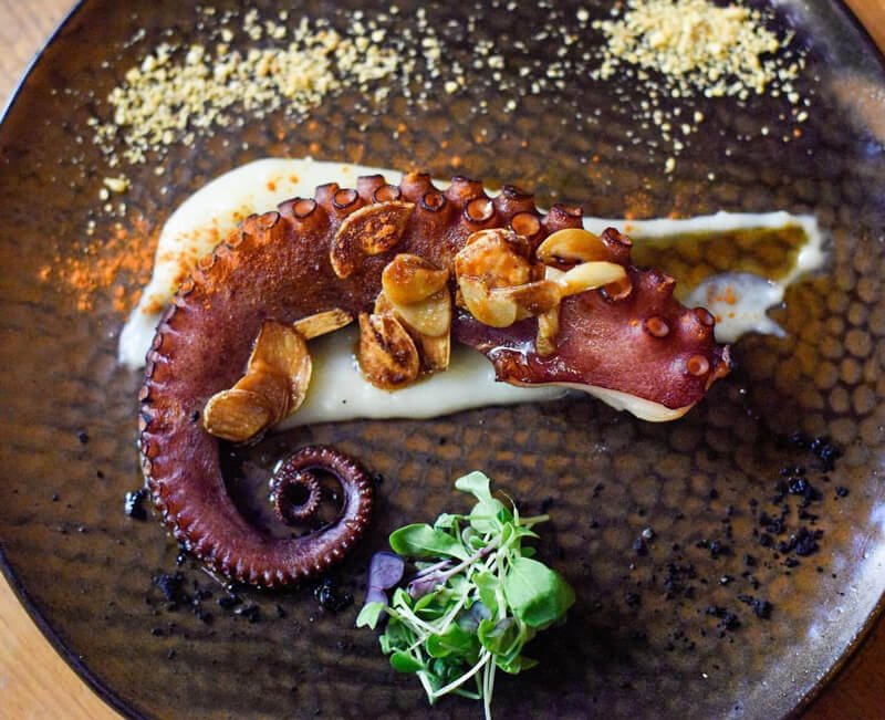 octopus